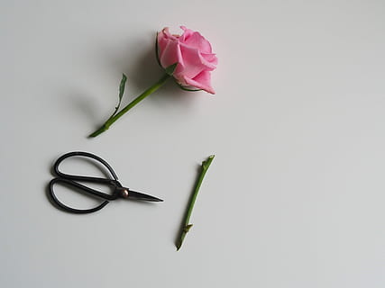 Rosa, Rose, Blume, neben, schwarz, Schere, Weiß, Oberfläche, Schnitt, Stengel, Blatt, Pflanze, Schönheit in der Natur, blühende Pflanze, Studioaufnahme, Natur, Frische, drinnen, Zerbrechlichkeit, Verletzlichkeit, Nahansicht, keine Leute, Blütenblatt, Blütenkopf, pinke Farbe, Blütenstand, kopieren sie platz, Pflanzenstamm, 4K, CC0, gemeinfrei, lizenzfrei