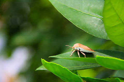 verde, loco, bichos de arbol, error del escudo, de cerca, pulgones, artrópoda, parte de la planta, hoja, temas de animales, animal, un animal, fauna animal, color verde, planta, animales en la naturaleza, invertebrado, naturaleza, insecto, nadie, día, al aire libre, belleza en la naturaleza, centrarse en primer plano, enfoque selectivo, crecimiento, pequeña, 5K, CC0, dominio público, libre de derechos