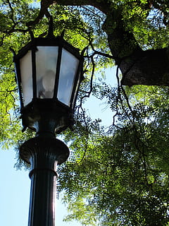 lanterna, albero, alberi, lanterna, albero, parco, urbano, culturale, plaza, verde, nessuno, all'aperto, architettura, statua, struttura costruita, pianta, Inquadratura dal basso, attrezzatura per l'illuminazione, lampione, natura, giorno, strada, crescita, cielo, ramo, tronco d'albero, tronco, colore verde, lampada elettrica, vecchio, colonna architettonica, 1080P, CC0, dominio pubblico, privo di copyright