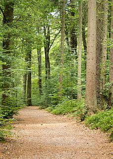 Bos, natuur, pad, bomen, weg, landschap, looppad, bospad, schoonheid, wandelen, atmosfeer, groen, boom, fabriek, land-, kalmte, groei, richting, geen mensen, schoonheid in de natuur, rustige scène, bos-, romp, niet-stedelijke scène, boomstam, dag, voetpad, de weg vooruit, groene kleur, scenics - natuur, buitenshuis, dennenbos, naaldboom, spoor, 2K, CC0, publiek domein, royaltyvrij