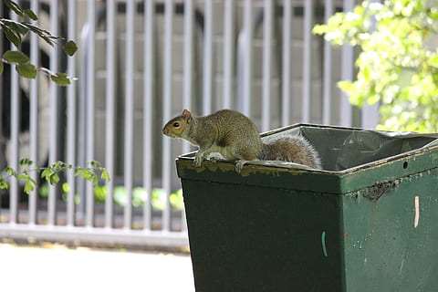 Squirrel, Trash, Bin, Mammal, trash, bin, park, rodent, furry, wildlife, fluffy, creature, curious, pest, small, mischief, one animal, animal themes, outdoors, no people, day, animal, animal wildlife, animals in the wild, vertebrate, focus on foreground, plant, nature, side view, fence, green color, boundary, barrier, 1080P, CC0, public domain, royalty free