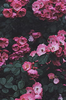 lyserød, blomstrede blomster, blomstrende, dagtimerne, lyserøde blomster, tæt på, Foto, blomster, natur, blomst, plante, lyserød farve, blomsterhoved, kronblad, sommer, skønhed i naturen, blad, friskhed, blomstre, lilla, baggrunde, blomsterseng, botanik, forår, vækst, ingen mennesker, fuld ramme, blomstrende plante, skrøbelighed, sårbarhed, plante del, blomsterstand, dag, høj vinkel visning, udendørs, flok blomster, 5K, CC0, offentligt domæne, royaltyfrie