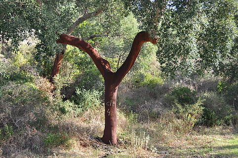 albero, sughero, abbaiare, strato, quercia da sughero, natura, prodotto naturale, corteccia di albero, tribù, ceppo, bacheca di sughero, chiusura della bottiglia, Abbandonare la corteccia, quercia, pianta, terra, giorno, crescita, la tranquillità, tronco d'albero, tronco, foresta, bellezza nella natura, nessuno, campo, scena tranquilla, ambiente, all'aperto, luce del sole, scena non urbana, erba, paesaggio, 4K, CC0, dominio pubblico, privo di copyright
