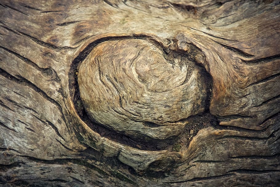 albero marrone, albero, corteccia di albero, ceppo, tribù, natura, abbaiare, struttura, legna, vicino, foresta, modello, sfondo, struttura in legno, toni della terra, immagine di sfondo, astratto, contrasto, Marrone, tronco d'albero, strutturato, sfondi, fotogramma intero, tronco, legno - materiale, ruvido, modello naturale, pianta, avvicinamento, nessuno, corteccia vegetale, legno annodato, giorno, all'aperto, effetto strutturato, venatura del legno, anello degli alberi, 4K