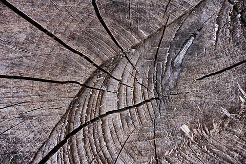 árvore, abstrato, madeira, registro, rude, log de árvore, fechar-se, papel de parede, quadro completo, texturizado, origens, madeira - material, rachado, latido, padronizar, ninguém, toco de árvore, anel de árvore, Castanho, dia, natureza, padrão natural, plantar, concêntrico, ao ar livre, efeito texturizado, 5K, CC0, domínio público, royalty free