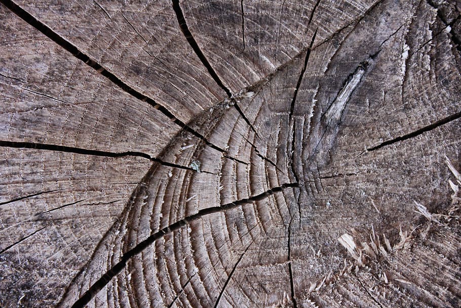 árvore, abstrato, madeira, registro, rude, log de árvore, fechar-se, papel de parede, quadro completo, texturizado, origens, madeira - material, rachado, latido, padronizar, ninguém, toco de árvore, anel de árvore, Castanho, dia, natureza, padrão natural, plantar, concêntrico, ao ar livre, efeito texturizado, 5K