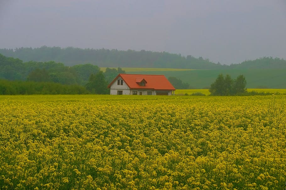 colza, paesaggio, primavera, Cottage, Bel paesaggio, campo, natura, villaggio, agricoltura, la nebbia, i campi, campi coltivati, vista, campi gialli, colza fiorita, campo rzepakowe, casa rurale, pianta, bellezza nella natura, struttura costruita, scenics - natura, terra, architettura, scena rurale, giallo, costruzione, Casa, la tranquillità, azienda agricola, scena tranquilla, crescita, esterno dell'edificio, ambiente, nessuno, all'aperto, 2K
