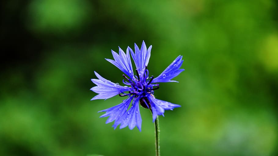 blauet, llum, naturalesa, planta amb flors, flor, fragilitat, vulnerabilitat, planta, frescor, bellesa a la natura, pètal, porpra, inflorescència, primer pla, cap de flor, creixement, blau, centrar-se en primer pla, dia, cap gent, tija de la planta, a l'aire lliure, pol·len, 2K
