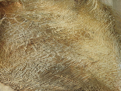 Banana, struttura, albero, alberi, corteccia di albero, vecchio legno, foresta, abbaiare, legna, pianta, tronco d'albero, strutturato, astratto, sfondi, nessuno, avvicinamento, natura, modello, fotogramma intero, Marrone, ruvido, in casa, architettura, beige, caratteristica della parete, effetto strutturato, Oggetto creato dall'uomo, Materiale, giallo, capelli, design, 4K, CC0, dominio pubblico, privo di copyright