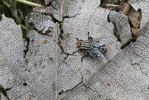 volar, mosca domèstica, petit, full, insecte, naturalesa, pelut, vida salvatge, plaga, ull, ala, natural, error, negre, a l'aire lliure, horripilant, cames, temes d'animals, animal, animals a la natura, fauna animal, invertebrat, un animal, vista d’angle alt, dia, primer pla, cap gent, artròpode, enfocament selectiu, zoologia, aràcnids, 1080P, CC0, domini públic, lliure de regalies