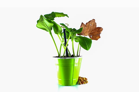 groen blad, dode bladeren, pompoen blad, aarde, groen, bladeren, natuur, gebladerte, witte achtergrond, wit, beeld, groene kleur, studio opname, blad, binnenshuis, deel van de plant, fabriek, groei, versheid, uitknippen, voedsel, geen mensen, plant in bloempot, groente, kopie ruimte, eten en drinken, gezond eten, detailopname, biologisch, bloempot, kruid, tuinieren, dieet, 5K, CC0, publiek domein, royaltyvrij