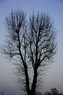 boom, hemel, helling, natuur, fabriek, takken, avond, dorp, zonsondergang, humeur, tak, donker, avondlucht, kale boom, silhouet, lage hoekweergave, geen mensen, kalmte, schoonheid in de natuur, heldere lucht, scenics - natuur, romp, boomstam, buitenshuis, dag, schemer, rustige scène, niet-stedelijke scène, dode plant, 5K, CC0, publiek domein, royaltyvrij