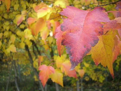 Blatt, fallen, bunt, rot, Natur, Herbst, Jahreszeit, Gelb, Wald, draußen, Baum, Oktober, orange Farbe, mehrfarbig, Veränderung, Pflanzenteil, Pflanze, Nahansicht, Schönheit in der Natur, Fokus auf den Vordergrund, Wachstum, keine Leute, Tag, Ahornblatt, Blätter, Ahornbaum, Zerbrechlichkeit, natürlicher Zustand, Herbstkollektion, 2K, CC0, gemeinfrei, lizenzfrei