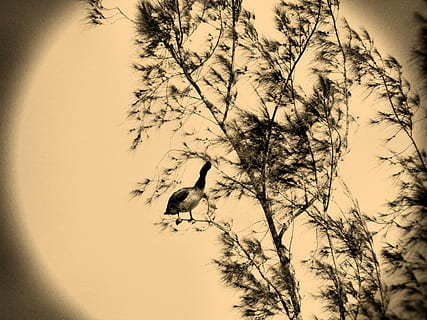 albero, uccello, rami, natura, nero di seppia, Oca, animali allo stato selvatico, fauna selvatica, un animale, temi animali, animale, pianta, cielo, ramo, Inquadratura dal basso, vertebrato, nessuno, silhouette, bellezza nella natura, tramonto, all'aperto, la tranquillità, crescita, 4K, CC0, dominio pubblico, privo di copyright