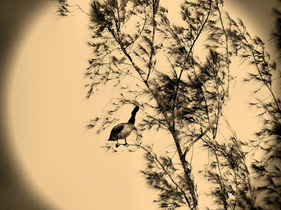 albero, uccello, rami, natura, nero di seppia, Oca, animali allo stato selvatico, fauna selvatica, un animale, temi animali, animale, pianta, cielo, ramo, Inquadratura dal basso, vertebrato, nessuno, silhouette, bellezza nella natura, tramonto, all'aperto, la tranquillità, crescita, 4K