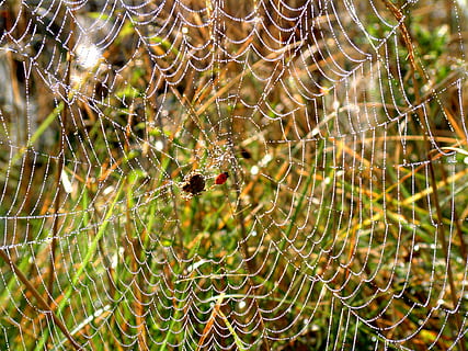 Spinne, Netz, Tau, Morgen, Spinnennetz, Natur, fallen, Nahansicht, Makro, Hintergründe, Insekt, nass, Zerbrechlichkeit, Tier, Verletzlichkeit, wirbellos, Tierthemen, Tiere in freier Wildbahn, ein Tier, Fokus auf den Vordergrund, Spinnentier, Tierwelt, keine Leute, Gliederfüßer, Tag, Schönheit in der Natur, Komplexität, draußen, 1080P, CC0, gemeinfrei, lizenzfrei