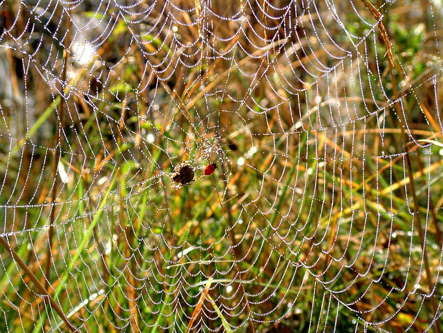 aranya, web, rosada, al matí, teranyina, naturalesa, tirar, primer pla, macro, fons, insecte, humit, fragilitat, animal, vulnerabilitat, invertebrat, temes d'animals, animals a la natura, un animal, centrar-se en primer pla, aràcnids, fauna animal, cap gent, artròpode, dia, bellesa a la natura, complexitat, a l'aire lliure, 1080P