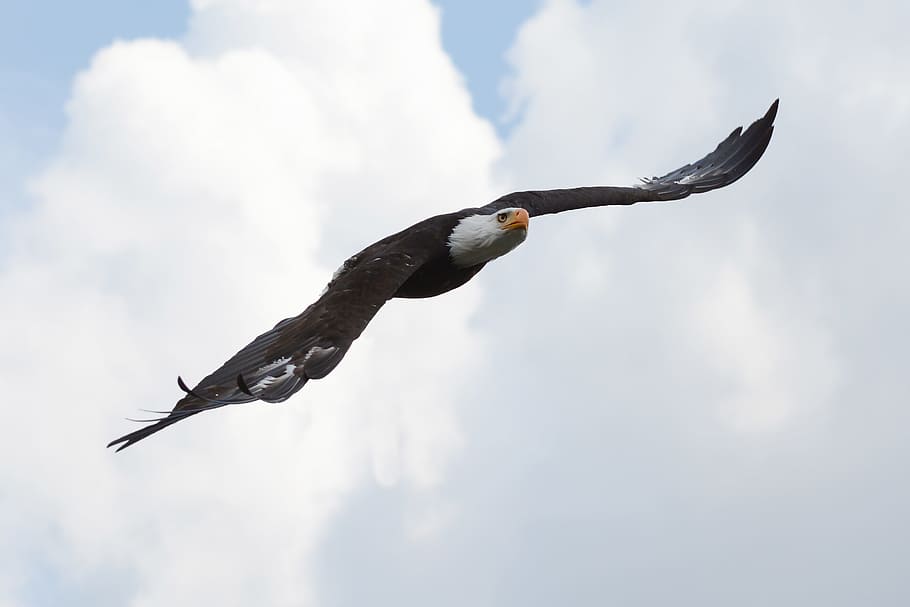 Weißkopfseeadler Foto, Weißkopfseeadler, Foto, Flug, Vogel, Raubvogel, ein Tier, fliegend, Tiere in freier Wildbahn, Tierwelt, Tierthemen, Tier, Wirbeltier, Himmel, die Flügel ausbreiten, wolke - himmel, Flachwinkelansicht, keine Leute, Tag, Natur, in der Luft, draußen, Bewegung, Tierkörperteil, Adler, 2K
