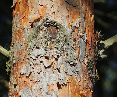 log, kůra, borovice, strom, Příroda, struktura, kmen stromu, kufr, rostlina, detail, zaměřit se na popředí, texturou, den, nikdo, hrubý, rostlinné kůry, dřevo - materiál, venku, zvětralý, vzor, růst, přírodní vzor, hnědý, lišejník, 4K, CC0, veřejná doména, bez autorských práv
