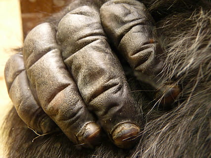 hånd, gorilla, abe, sort, pattedyr, primat, tæt på, ingen mennesker, dyr i naturen, dyreliv, dag, dyr kropsdel, et dyr, sovende, hvirveldyr, 4K, CC0, offentligt domæne, royaltyfrie