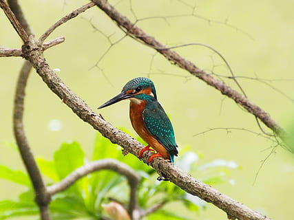 teal, orange, bird, brown, tree branch, kingfisher, one animal, branch, animals in the wild, animal wildlife, animal themes, vertebrate, animal, perching, tree, plant, focus on foreground, no people, day, nature, beak, outdoors, close-up, selective focus, stick - plant part, 4K, CC0, public domain, royalty free