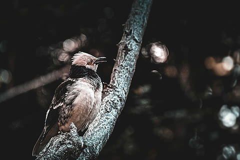 selectiu, focalitzar la fotografia, marró, negre, pardal, tronc de l'arbre, foto del focus, gris, ocell passeriforme posat, branca, arbre, ocell, plomes, bosc, vertebrats, fauna animal, animals a la natura, temes d'animals, animal, un animal, posat, centrar-se en primer pla, naturalesa, cap gent, dia, planta, a l'aire lliure, enfocament selectiu, primer pla, zoologia, llum solar, picot, 5K, CC0, domini públic, lliure de regalies