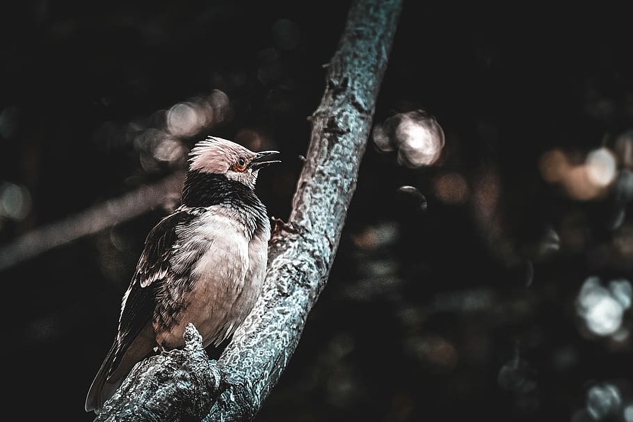 selectiu, focalitzar la fotografia, marró, negre, pardal, tronc de l'arbre, foto del focus, gris, ocell passeriforme posat, branca, arbre, ocell, plomes, bosc, vertebrats, fauna animal, animals a la natura, temes d'animals, animal, un animal, posat, centrar-se en primer pla, naturalesa, cap gent, dia, planta, a l'aire lliure, enfocament selectiu, primer pla, zoologia, llum solar, picot, 5K