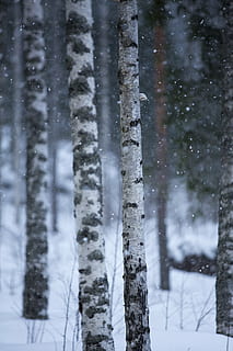 albero, inverno, telaio, la neve, brina, finlandese, foresta, freddo, natura, crepuscolo, all'aperto, bosco, freddo - temperatura, paesaggio, stagione, bianca, temperatura fredda, nessuno, nevicando, giorno, pianta, bellezza nella natura, tronco d'albero, la tranquillità, tronco, terra, copertura, Colore bianco, concentrarsi sulle conoscenze acquisite, tempo estremo, 5K, CC0, dominio pubblico, privo di copyright