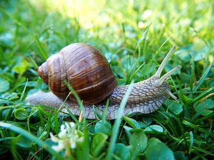 snegl, skal, snegle skaller, natur, snegl shell, bløddyr, krybdyr, boliger, haven snegle, spiralformet, dyr, have, dyreliv, mollusk, hvirvelløse, havsnegle, dyre temaer, dyreskal, dyr i naturen, kedsomhed, tæt på, græs, et dyr, plante, grøn farve, ingen mennesker, jord, kravle, slimet, udendørs, 4K, CC0, offentligt domæne, royaltyfrie