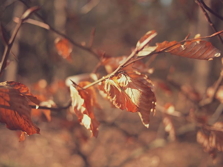 selettivo, foto di messa a fuoco, Marrone, le foglie, macro, tiro, secco, alberi, autunno, nessuno, natura, un animale, foglia, giorno, animali allo stato selvatico, all'aperto, avvicinamento, temi animali, pianta, asciutto, parte vegetale, albero, concentrarsi sulle conoscenze acquisite, bellezza nella natura, modificare, ramo, ramoscello, messa a fuoco selettiva, crescita, la tranquillità, pianta morta, collezione autunnale, pianta appassita, condizione naturale, 1080P