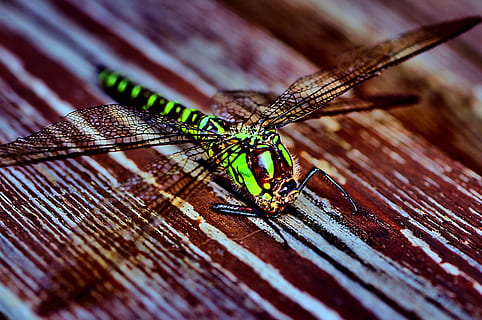 libelulă, insectă, închide, creatură, fotografierea macro, dragonfly verde, animale, animale tematice, animale sălbatice, animale în sălbăticie, nevertebrat, animal, un animal, lemn - material, a închide, animal aripă, nici o persoana, zi, selectiv, natură, să se concentreze asupra primelor elemente, în aer liber, lăcustă, partea corpului animalului, scândură, 4K, CC0, domeniu public, fără drepturi de autor