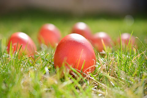 påske, egg, farger, vår, farge, påske, egg, fargeegg, rød, østlig tid, gress, tradisjonen av, påskeegg, selektiv fokusering, grønn farge, natur, sopp, mat, anlegg, feiring, nærbilde, mat og Drikke, ferie, ingen folk, felt, dag, land, utendørs, overflatenivå, 5K, CC0, offentlig domene, opphavsrett gratis