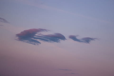 pil, Næste, tegn, retning, Sky, afgørelse, himmel, skønhed i naturen, natur, ro, ingen mennesker, rolig scene, bevægelse, sky - himmel, solnedgang, udendørs, lav vinkel visning, scenics - natur, sløret bevægelse, skumring, hvirveldyr, idyllisk, flyvende, dag, blødhed, fuld ramme, 4K, CC0, offentligt domæne, royaltyfrie