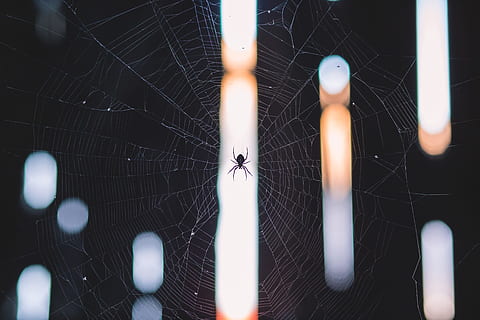 edderkopp, web, insekt, arachnid, dyre temaer, leddyr, dyr, ett dyr, virvelløse, dyreliv, spindelvev, dyr i naturen, skjørhet, nærbilde, fokusere på forgrunnen, zoologi, ingen folk, natur, sårbarhet, dyr bein, overlevelse, utendørs, kompleksitet, 5K, CC0, offentlig domene, opphavsrett gratis
