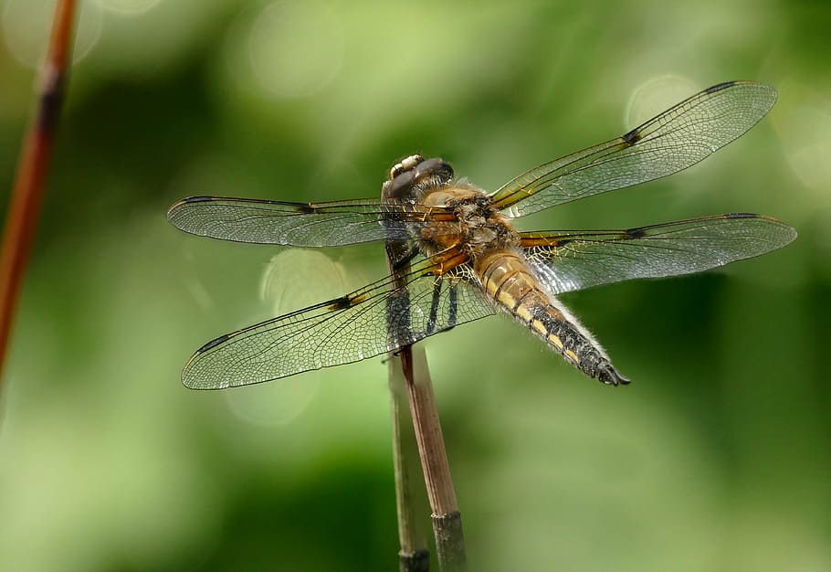 insetto, libellula, quattro patch, vicino, un animale, temi animali, ragno, ragnatela, natura, giorno, animali allo stato selvatico, avvicinamento, fauna selvatica, invertebrato, animale, ala animale, concentrarsi sulle conoscenze acquisite, pianta, nessuno, all'aperto, lunghezza intera, parte del corpo animale, zoologia, bellezza nella natura, 4K