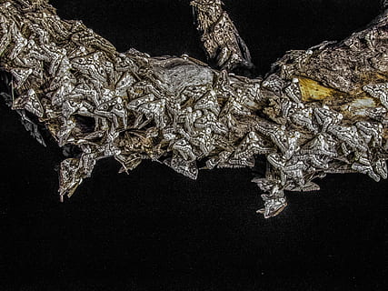 falena, sciame, notte, namibia, nessuno, avvicinamento, alligatore, sfondo nero, in casa, giorno, natura, modello, albero, Inquadratura dal basso, all'aperto, sospeso, illuminato, pianta, strutturato, struttura costruita, ghiaccio, girato in studio, corda, architettura, temperatura fredda, 4K, CC0, dominio pubblico, privo di copyright
