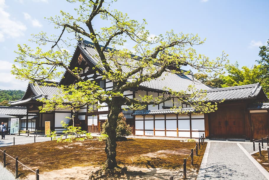 marró, barrica, blanc, arbre, arquitectura, casa, sostre, cultures, exterior de l'edifici, a l'aire lliure, estructura construïda, material de fusta, asia, Japó, poble, cultura japonesa, edifici residencial, vell, dia, edifici, planta, naturalesa, cel, lloc de culte, religió, cap gent, creença, llum solar, espiritualitat, 4K