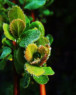 close-up, dew, macro, plant, waterdrops, wet, nature, leaf, growth, green color, beauty in nature, plant part, no people, flower, focus on foreground, day, vulnerability, flowering plant, fragility, freshness, outdoors, flower head, water, petal, 1080P, CC0, public domain, royalty free