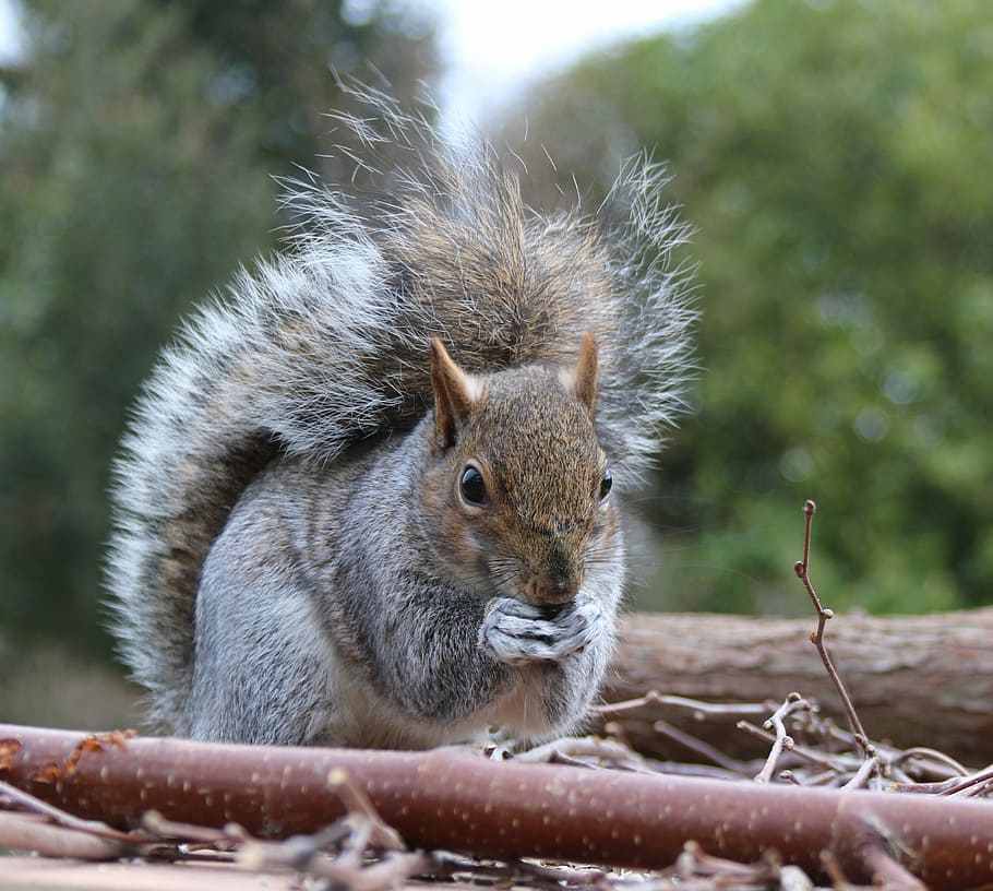 gris, blanc, esquirol, esquirol blanc, esquirol gris, alimentació, assegut, animal, arbre, marró, bonic, mamífer, rosegador, cua, esponjós, comú, vida salvatge, espessa, fauna animal, un animal, animals a la natura, temes d'animals, dia, a l'aire lliure, centrar-se en primer pla, cap gent, vertebrats, primer pla, naturalesa, menjar, planta, branca, bigotis, cap d’animals, 2K