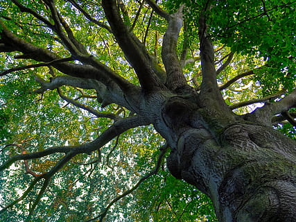 photography, green, leaf tree, green leaf, tree, beech, old, branch, leaves, shadow, tribe, log, tree trunk, nature, green color, forest, plant, low angle view, growth, trunk, day, beauty in nature, no people, land, tranquility, outdoors, plant part, lush foliage, woodland, foliage, tree canopy, 2K, CC0, public domain, royalty free
