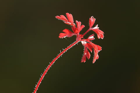 blad, rossa, gras, bladeren, herfst, natuur, fabriek, zomer, kleurrijk, tak, gebladerte, planten, redhead, rood, kleur, Nero, geen mensen, studio opname, zwarte achtergrond, detailopname, schoonheid in de natuur, nacht, kopie ruimte, bloem, viering, evenement, touw, buitenshuis, groei, uitknippen, deel van de plant, 2K, CC0, publiek domein, royaltyvrij