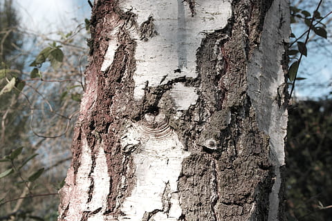 gra, arbre, bedoll, tronc de l'arbre, tronc, planta, textura, centrar-se en primer pla, primer pla, aspre, escorça de la planta, naturalesa, dia, escorça, creixement, cap gent, a l'aire lliure, patró, material de fusta, fons, marc complet, patró natural, efecte texturat, 4K, CC0, domini públic, lliure de regalies