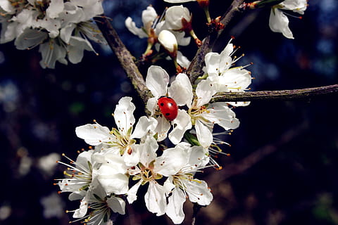biedronka, owad, chrząszcz, zwrotnica, schlehendorn, kwiaty, białe kwiaty, krzak, talizman, Natura, wiosna, roślina, roślina kwitnąca, kwiat, świeżość, wzrost, kruchość, drzewo, biały kolor, zbliżenie, wrażliwość, skupić się na pierwszym planie, piękno natury, Oddział, kwitnąć, płatek, żadnych ludzi, owoc, pyłek, głowa kwiatu, na dworze, Kwiat Wiśni, Wiśniowe drzewo, 4K, CC0, domena publiczna, darmowe zdjęcia