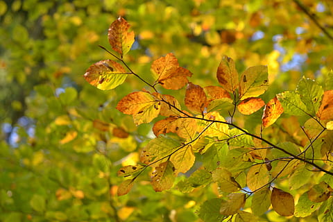 fag, padure, copac, natură, fag, pădure, toamnă, dispozitie, frunze, mistic, pădure de foioase, idilă, starea de spirit de toamnă, Foioase, colorat, ramură, odihnă, peisaj, galben, sezon, în aer liber, imagine color, plantă, frumusețe în natură, vibrante, colorate, multi colorate, aur colorat, luxuriant frunziș, culoare portocalie, nici o persoana, Arborele arțar, octombrie, Culoarea verde, cădea, a închide, creştere, parte a plantelor, Schimbare, să se concentreze asupra primelor elemente, zi, selectiv, lumina soarelui, frunză de arțar, toamnă colecție, starea naturala, 4K, CC0, domeniu public, fără drepturi de autor