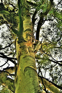 eucaliptus, arbre, tronc, fort, robust, planta, tronc de l'arbre, vista d’angle baix, creixement, branca, color verd, naturalesa, dia, cap gent, bellesa a la natura, part de la planta, tranquil·litat, a l'aire lliure, full, cel, llum solar, alta - alta, bosc, copa de l'arbre, 4K, CC0, domini públic, lliure de regalies