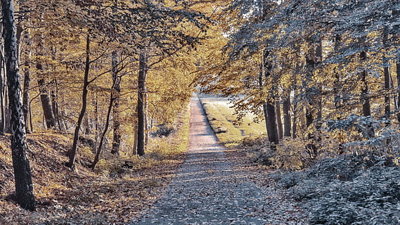 falle, vei, tømme, landskap, høst, skog, natur, tre, veien forover, ingen folk, dag, anlegg, ro, rolig scene, retning, land, skjønnhet i naturen, endring, vekst, ikke-urbane scene, naturskjønnhet - natur, gangsti, synkende perspektiv, skitt, utendørs, treelined, høstsamling, 1080P, CC0, offentlig domene, opphavsrett gratis