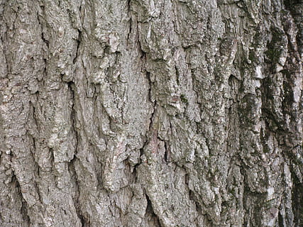 walnut, tree, black walnut, bark, trunk, wood, texture, rough, timber, pattern, gray, textured, backgrounds, tree trunk, full frame, plant, close-up, plant bark, no people, day, natural pattern, nature, outdoors, brown, wood - material, growth, textured effect, lichen, 2K, CC0, public domain, royalty free