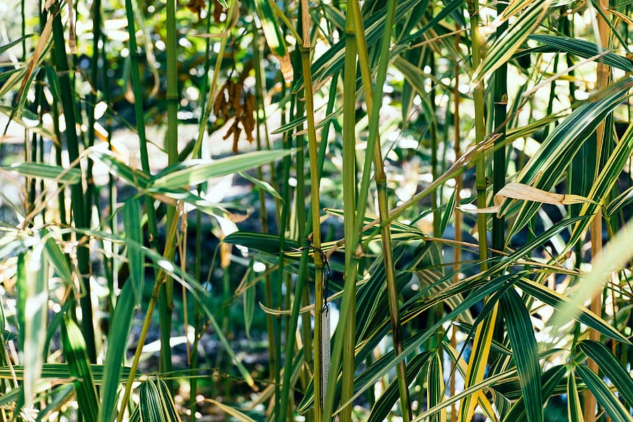 krzewy bambusowe, bambus, krzaki, Natura, roślina, trawa, zielony kolor, wzrost, liść, na dworze, zbliżenie, świeżość, lato, tła, rolnictwo, piękno natury, żadnych ludzi, dzień, skupić się na pierwszym planie, część rośliny, spokój, bambus - roślina, światło słoneczne, drzewo, wylądować, źdźbło trawy, 4K