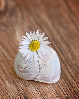 cáscara, concha de caracol vacía, margarita, flor, floración, blanco amarillo, madera, cerrar, material de madera, mesa, de cerca, adentro, naturaleza muerta, frescura, planta floreciendo, el color blanco, nadie, centrarse en primer plano, vista de alto ángulo, amarillo, enfoque selectivo, fragilidad, vulnerabilidad, belleza en la naturaleza, planta, cabeza de flor, 2K, CC0, dominio público, libre de derechos
