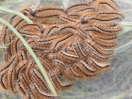 Raupen, Insekten, Natur, Nahansicht, Fossil, Tier, keine Leute, Muster, draußen, Pflanze, texturiert, Tierthemen, Tierwelt, Tag, Geschichte, ausgestorben, Land, solide, braun, Rock, uralt, High Angle View, 2K, CC0, gemeinfrei, lizenzfrei